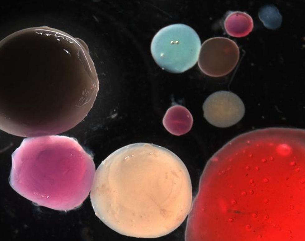 Alginate Capsules - David Green